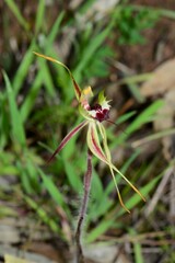 Caladenia villosissima