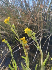 Senecio hydrophilus