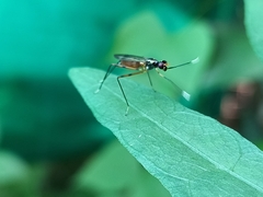 Rainieria