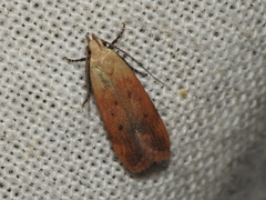 Anacampsis fullonella