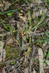 Caladenia villosissima