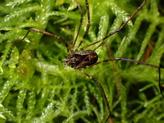 Neopilionidae