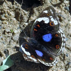 Junonia oenone oenone