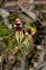 Caladenia villosissima