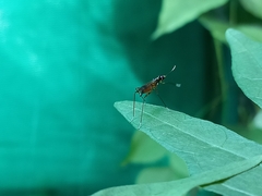 Rainieria