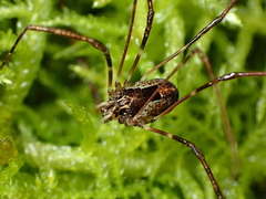 Neopilionidae