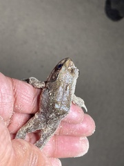 Lithobates heckscheri