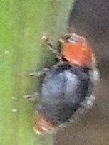 Cryptolaemus montrouzieri