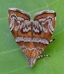 Choreutis orthogona