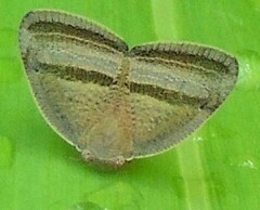 Ricania taeniata