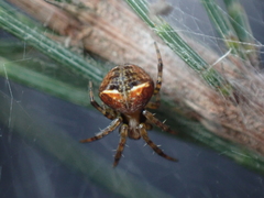 Araneus albotriangulus