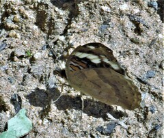 Junonia oenone oenone