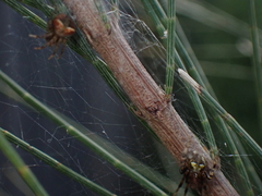 Araneus albotriangulus