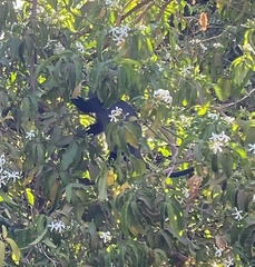 Cercopithecus mitis manyaraensis