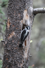 Picoides dorsalis