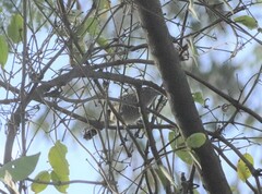 Thamnophilus doliatus