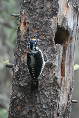 Picoides dorsalis