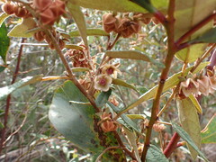 Lasiopetalum