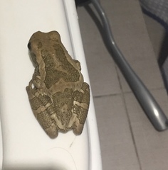 Trachycephalus vermiculatus