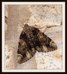 Catocala lacrymosa