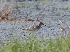 Tringa glareola