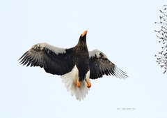 Haliaeetus pelagicus