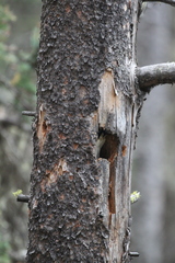 Picoides dorsalis