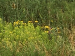 Senecio sarracenicus