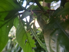 Hierodula patellifera