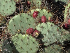 Opuntia phaeacantha