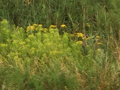 Senecio sarracenicus