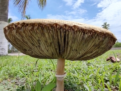 Chlorophyllum molybdites