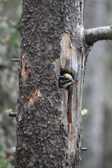 Picoides dorsalis