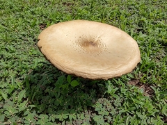 Chlorophyllum molybdites