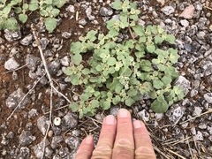 Tidestromia lanuginosa