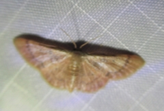 Idaea demissaria