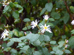 Olearia tomentosa