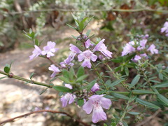 Westringieae