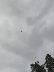 Falco novaeseelandiae
