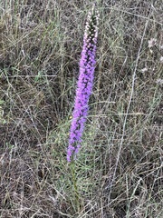 Liatris punctata