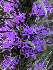 Liatris punctata