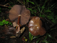 Psilocybe caerulescens