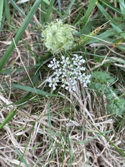 Daucus carota