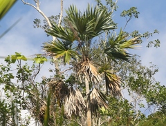 Leucothrinax morrisii