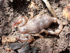 Urodacus manicatus