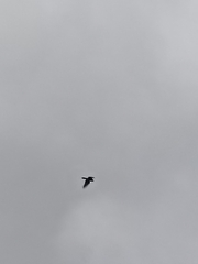 Falco novaeseelandiae
