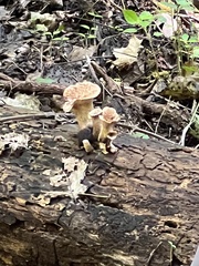 Gerronema strombodes