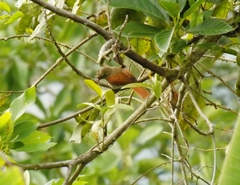 Cranioleuca subcristata