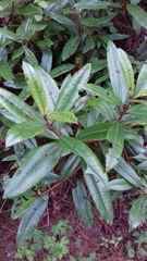 Comarostaphylis