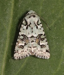 Lacinipolia consimilis